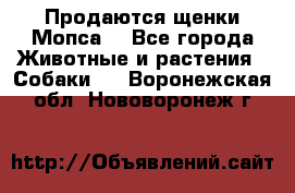 Продаются щенки Мопса. - Все города Животные и растения » Собаки   . Воронежская обл.,Нововоронеж г.